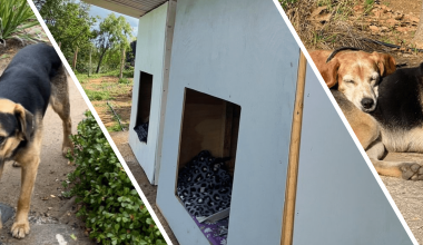 #FondoConcursableDAE: Animalia construye casas para sus perros apadrinados en Campus Viña